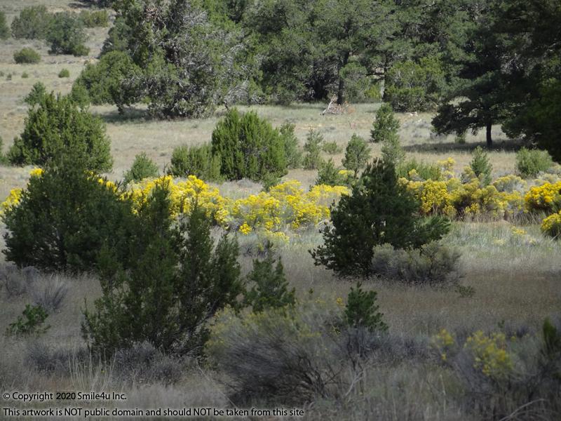 10 acres in Candy Kitchen New Mexico